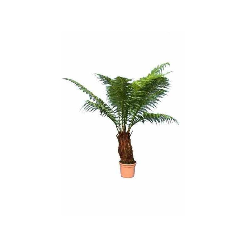 Dicksonia antartica (fougères arborescentes) taille pot de 5 litres ? 80/100 cm