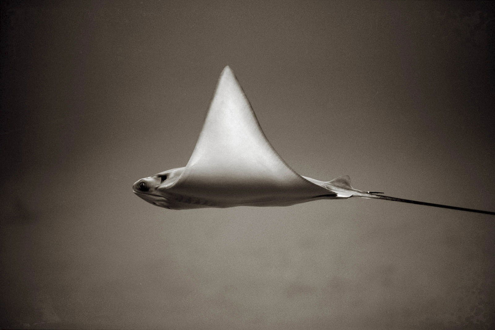 Bullnose Ray by Henry Horenstein - Open Edition.