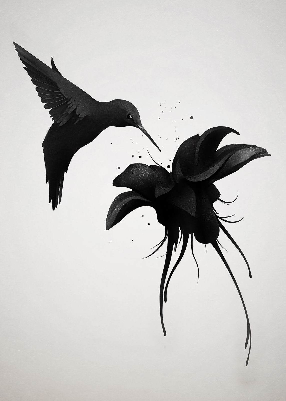 Leinwandbild KOLIBRI - schwarz-weiß - 50x70 cm