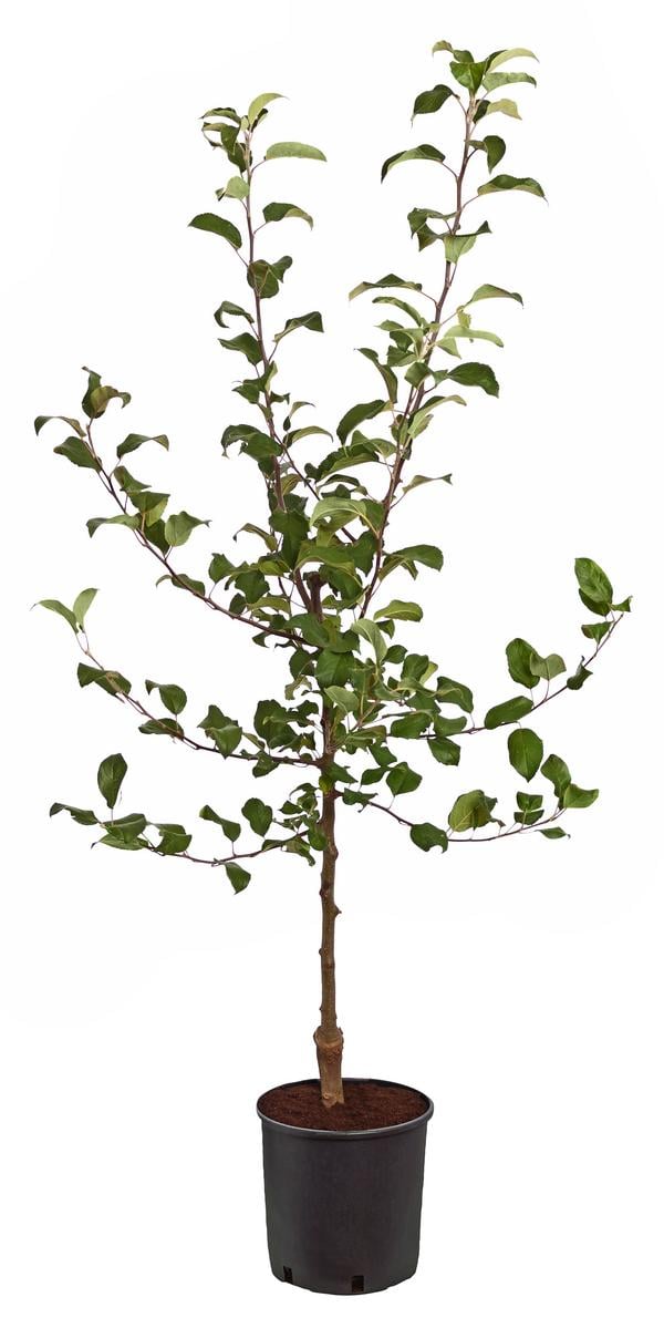Rotfleischiger Apfel 'Baya Marisa'