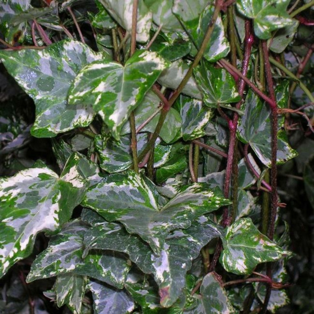 Lierre panaché 'tricolor' - hedera helix 3l
