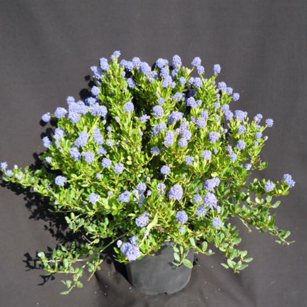 Ceanothe thyrsiflorus skylark/ceanothus thyrsiflorus skylark[-]pot de 7,5l - 40/60 cm