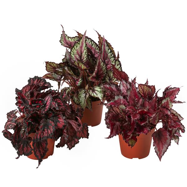 Blattbegonien-Set - Begonia rex-Hybriden,