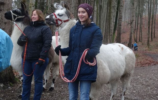 Lama-Trekking in Fuchstal als Geschenk