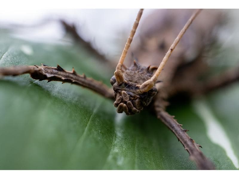 Canon Festbrennweite RF 100mm F/2.8 L Macro IS USM – Canon Makroobjektiv mit einer unglaublichen 1.4-fachen Vergrösserung