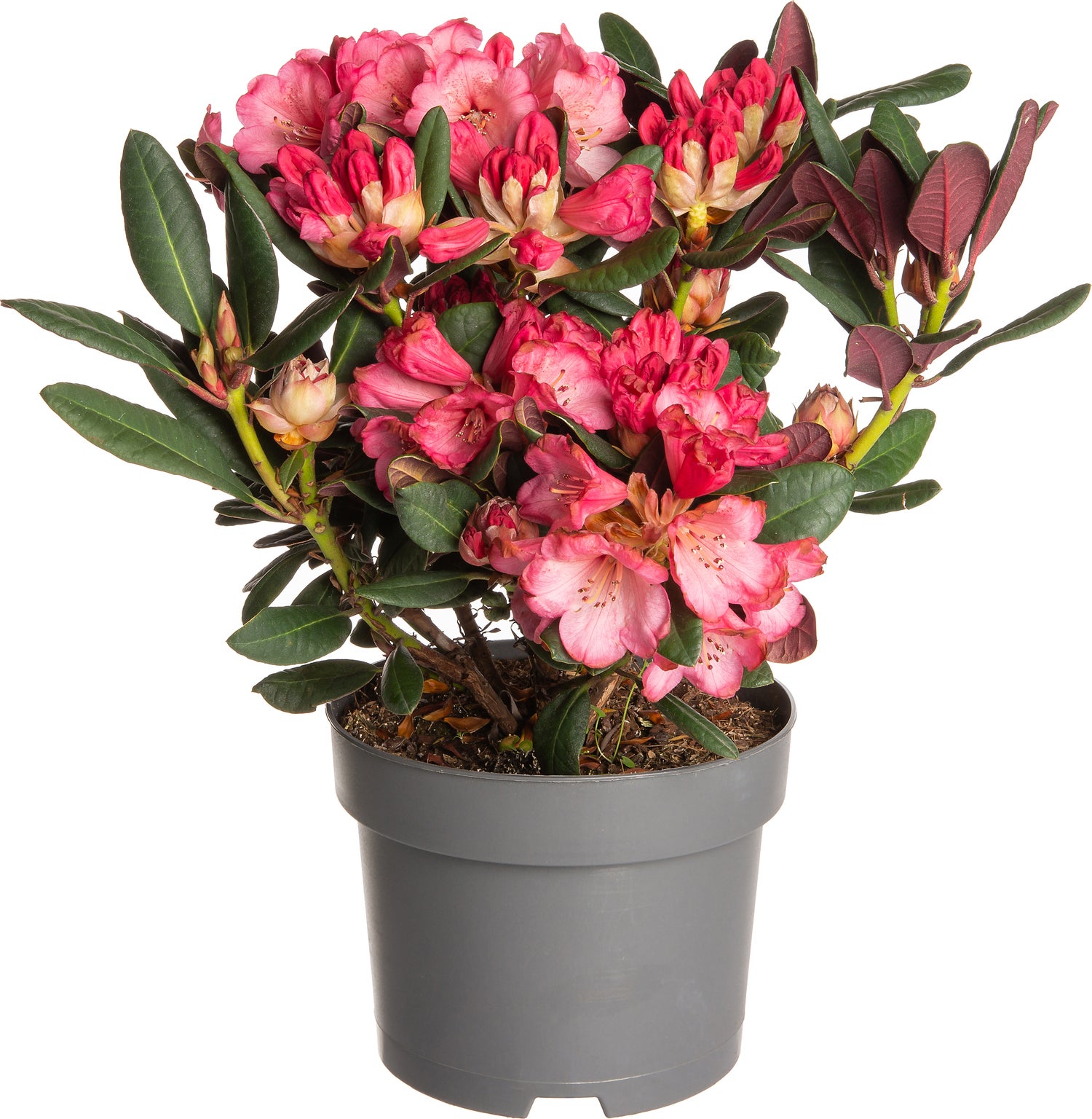 Rhododendron (Rhododendron 'Wine & Roses') D 19 H 30 cm