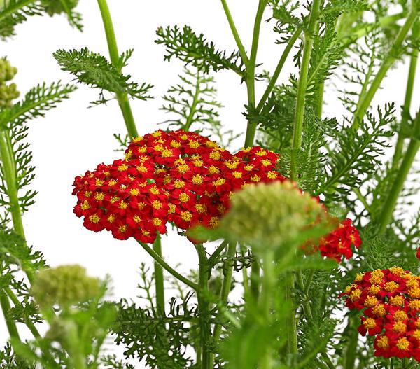 Schafgarbe, verschiedene Farben