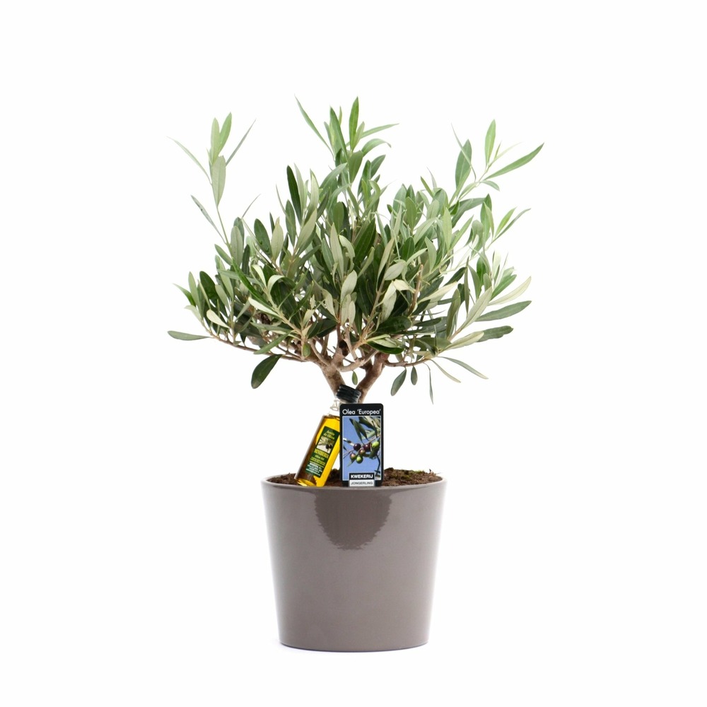 Olivier dans son pot céramique taupe h35cm