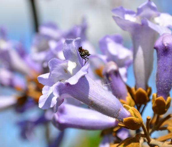Blauglockenbaum 'NordMax21®'