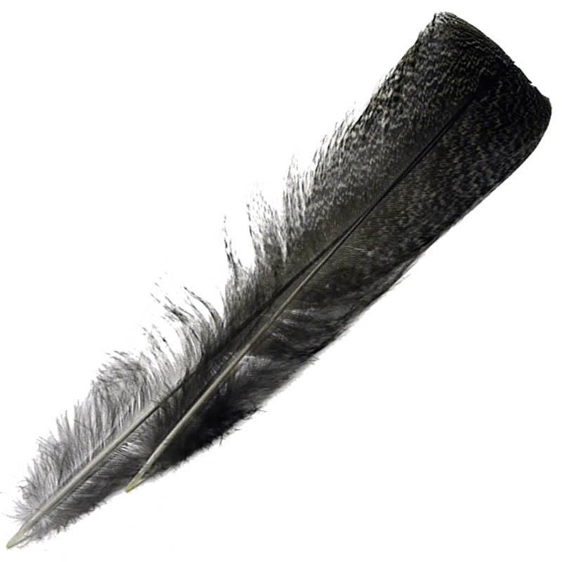 Plume De Paon Devaux Dvx Paonne