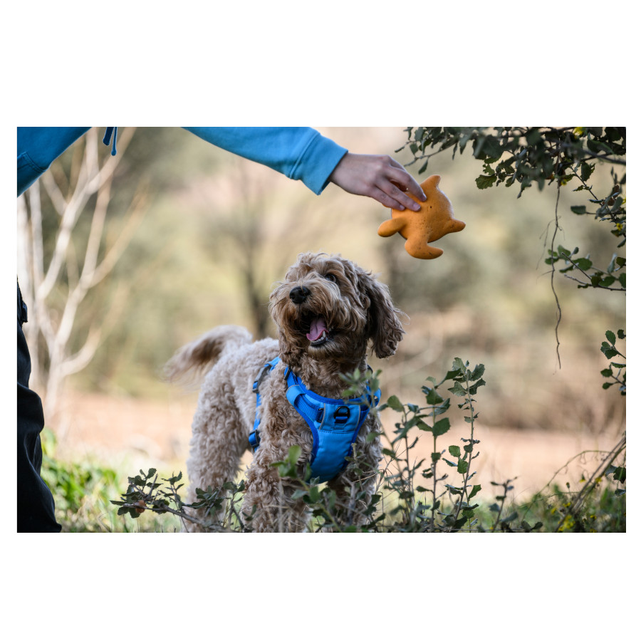 Coleira peitoral refrescante Freedog Cool Pro Tech azul para cães