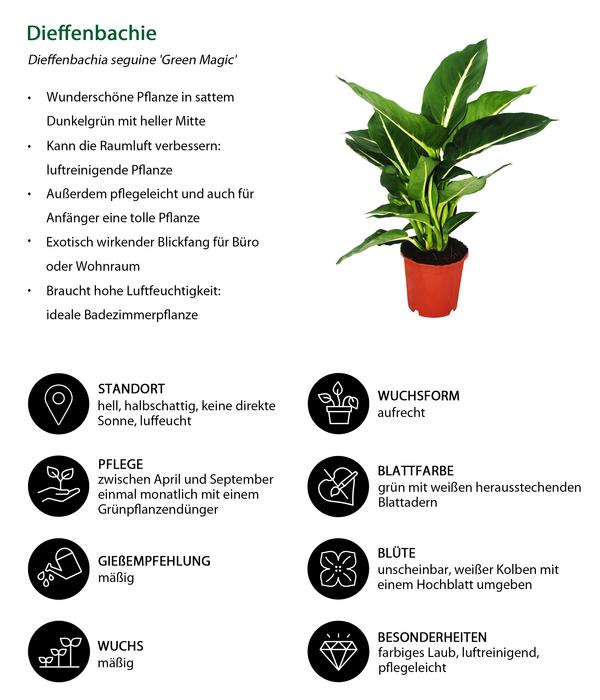 Dieffenbachien-Set - Dieffenbachia, 3-teilig