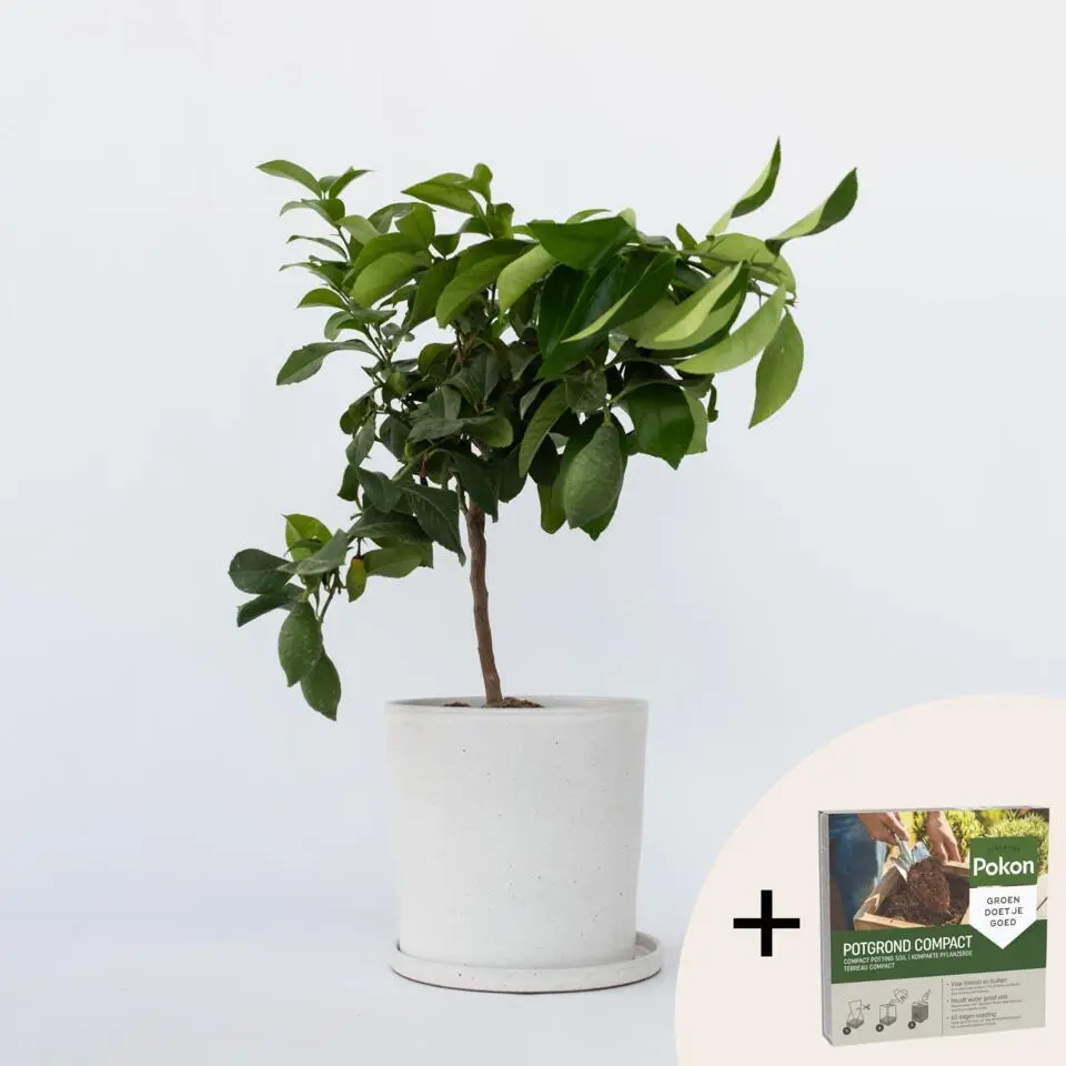 Citroenboom - Citrus limon - Hoogte 60-70cm - ⌀19cm