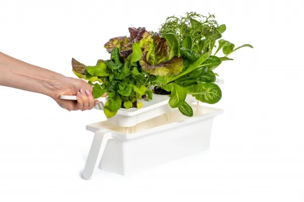 Click and Grow 25 - White (Salad Greens 54x pack)