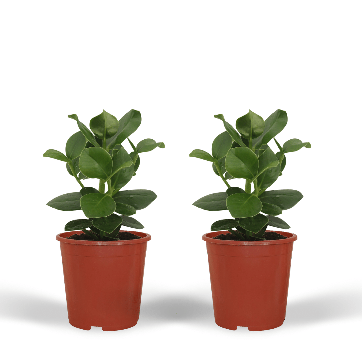 Plante d'intérieur - clusia princess - lot de 2 15cm