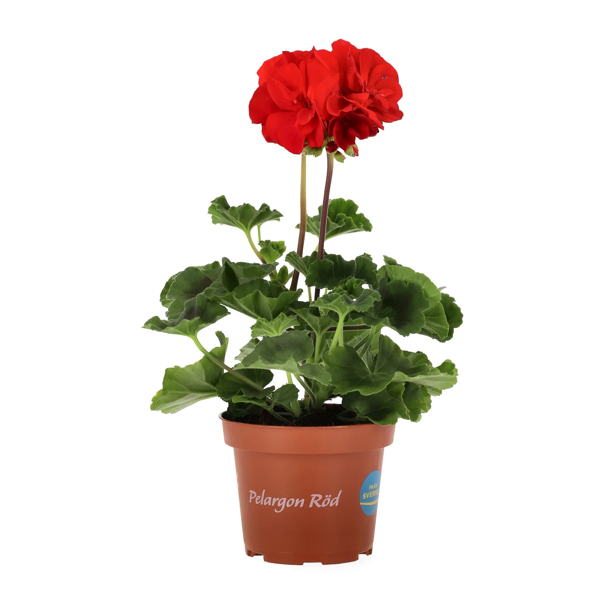 Pelargonium x hortorum Pelargonia zonale Ø10,5 cm