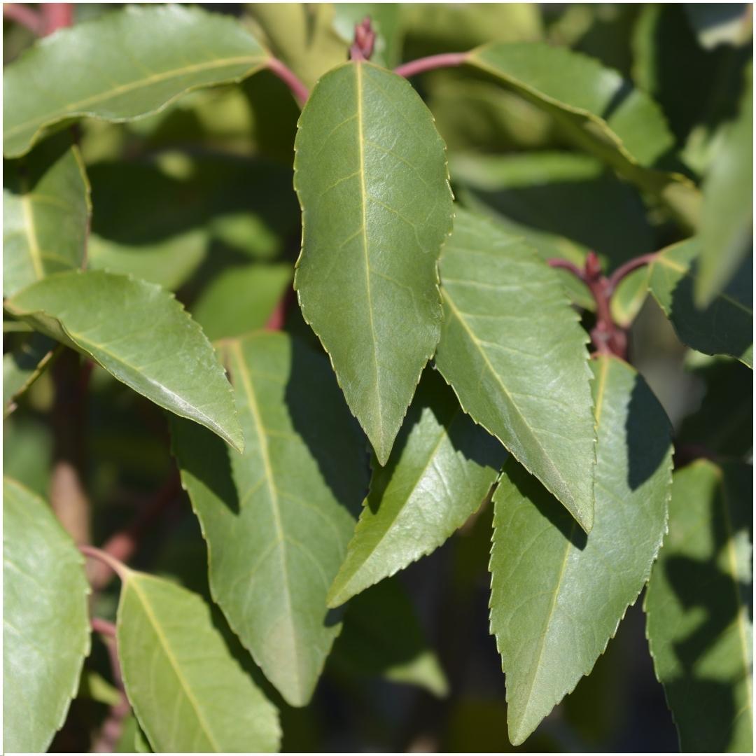 Prunus lusitanica 'angustifolia' - lot de 6