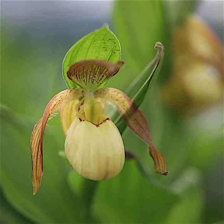 Cypripedium 