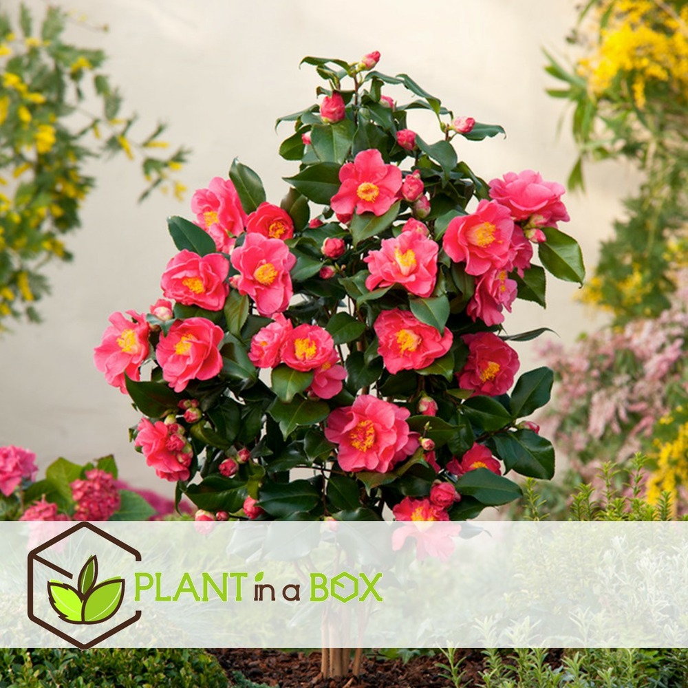 Camellia japonica 'dr. King' - set de 2 - rose - pot 15cm - hauteur 50-60cm