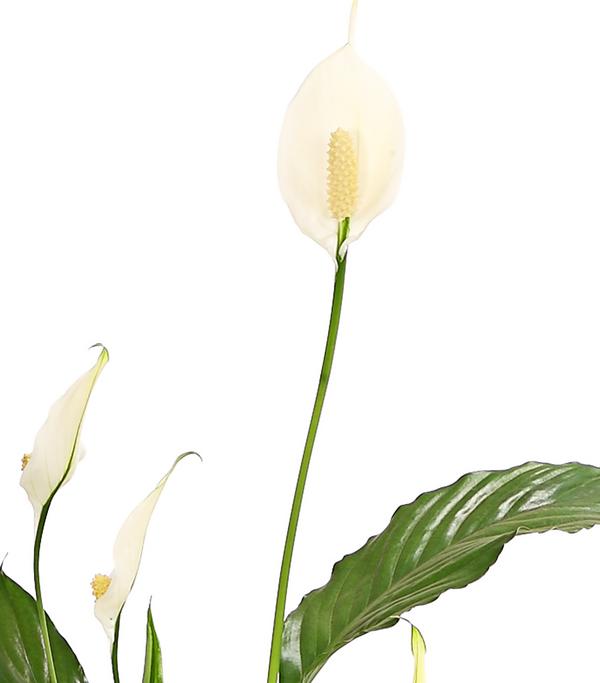 Air So Pure® Einblatt - Spathiphyllum