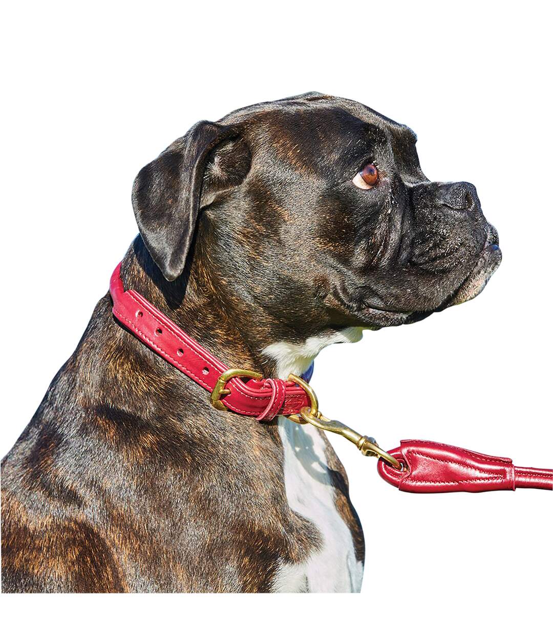 Weatherbeeta - Collier cuir - Chien (Rouge) (XS) - UTWB1256
