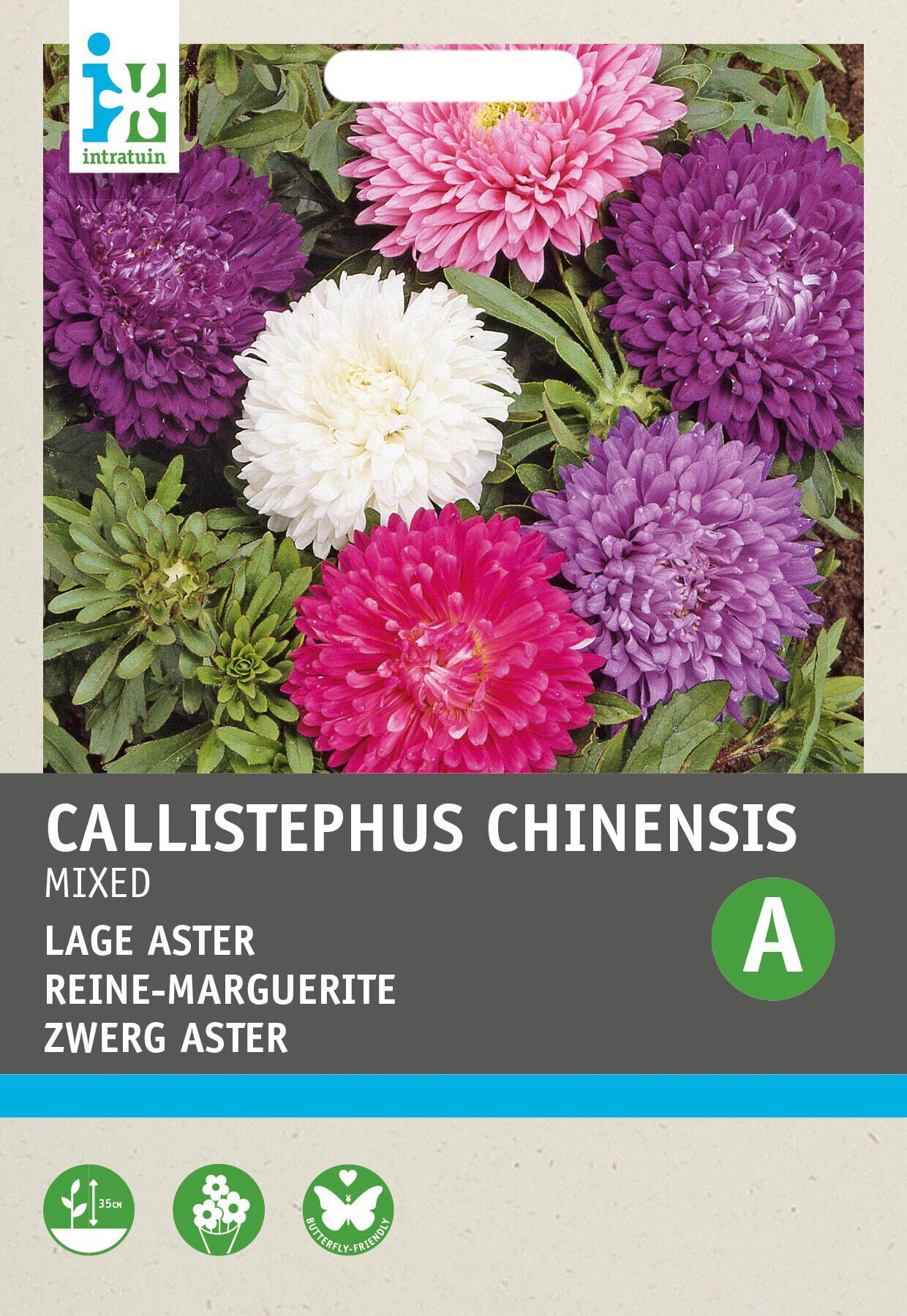 Intratuin bloemenzaad Zomeraster (Callistephus chinensis)