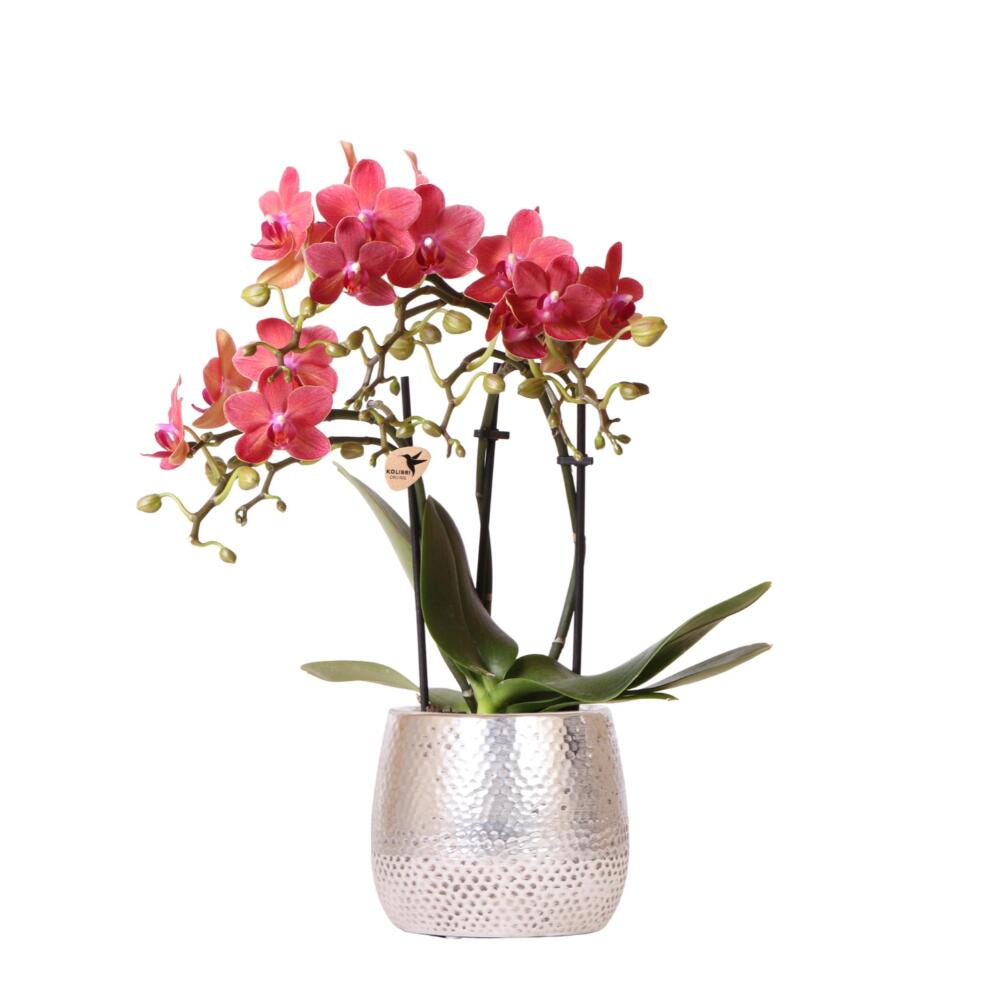 Kolibri orchids - orchidée phalaenopsis rouge - congo + pot elite argenté - taille de pot 9cm - hauteur 40cm