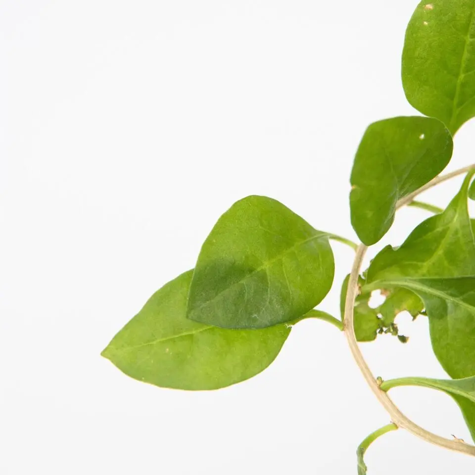 Fruitstruiken - Set van 8 - Actinidia, Vaccinium, Lycium - Hoogte 25-40cm - ⌀9cm