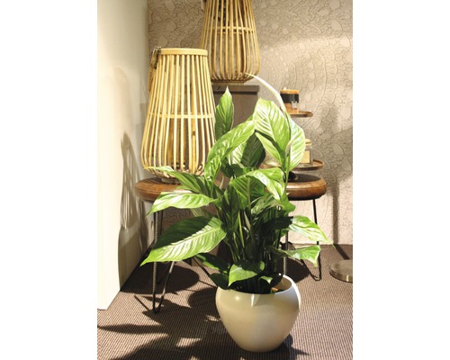 Vredeslelie FloraSelf Spathiphyllum wallisii 'Sweet Silvio' H 70-80 cm Ø 17 cm pot