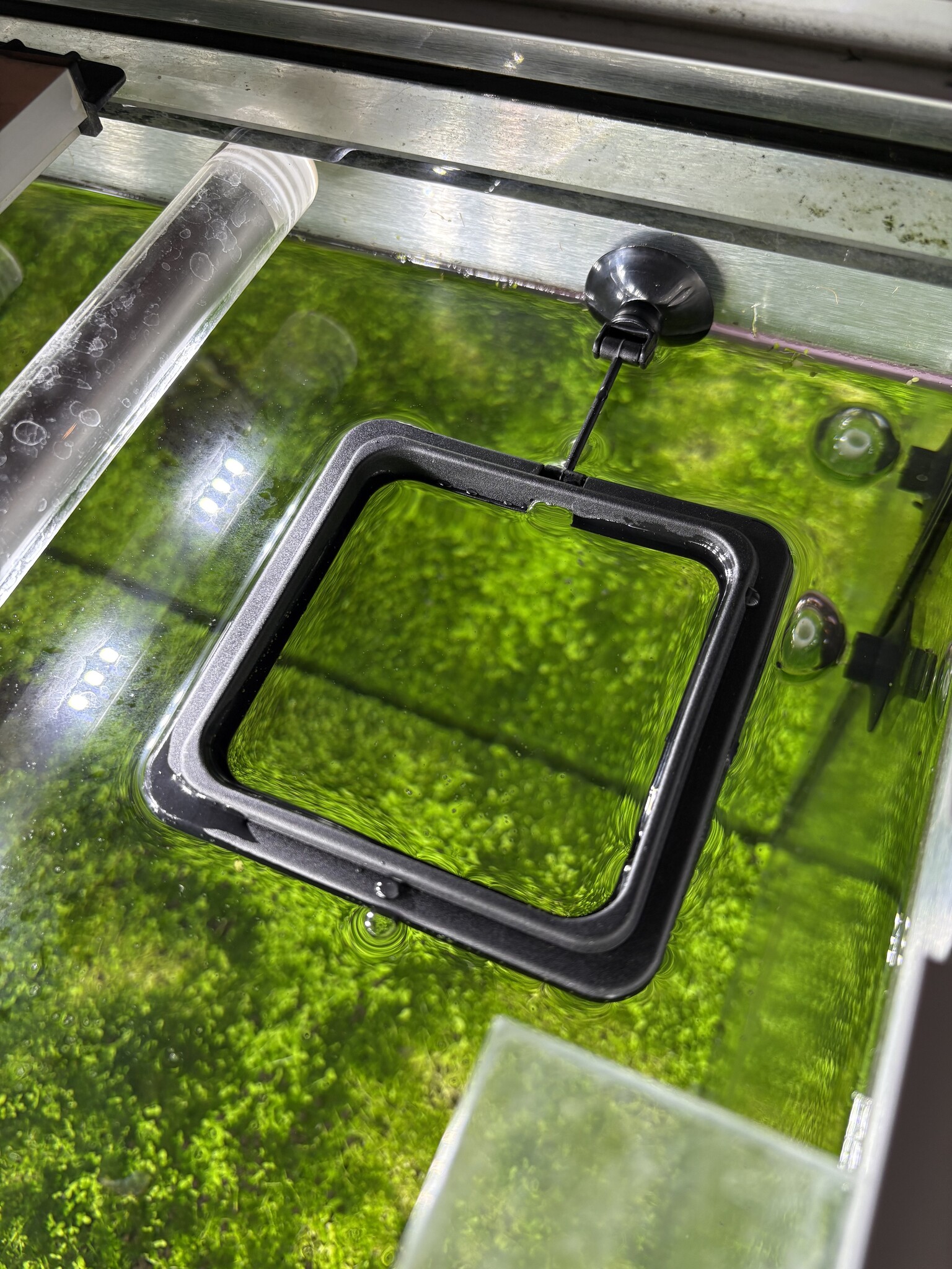 Aquarium Voederring, Drijvende Voerstation met Zuignap