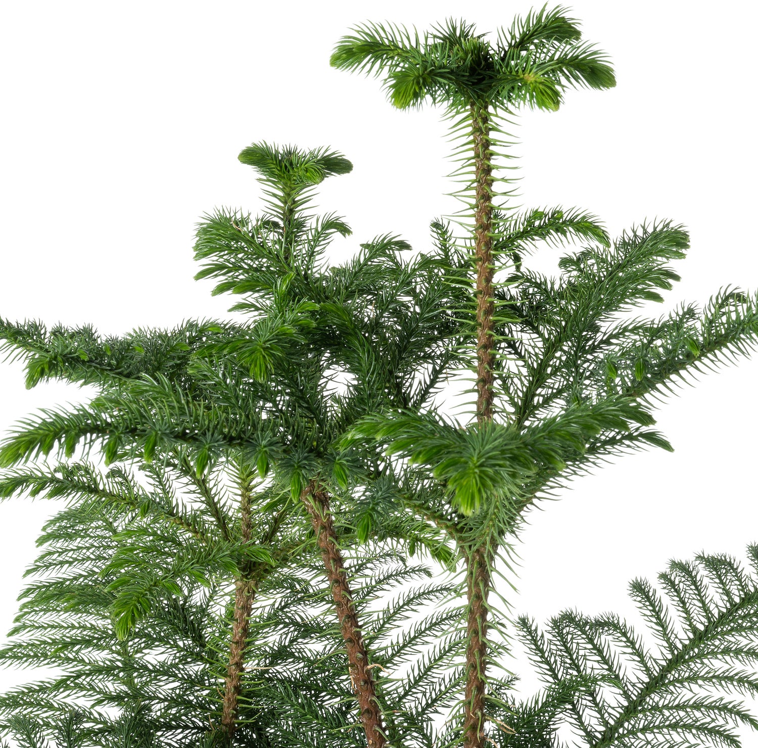Kamerden (Araucaria heterophylla 'Hawaii') D 24 H 120 cm