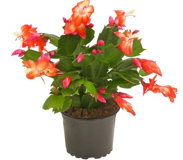 Weihnachtskaktus - Schlumbergera x buckleyi,