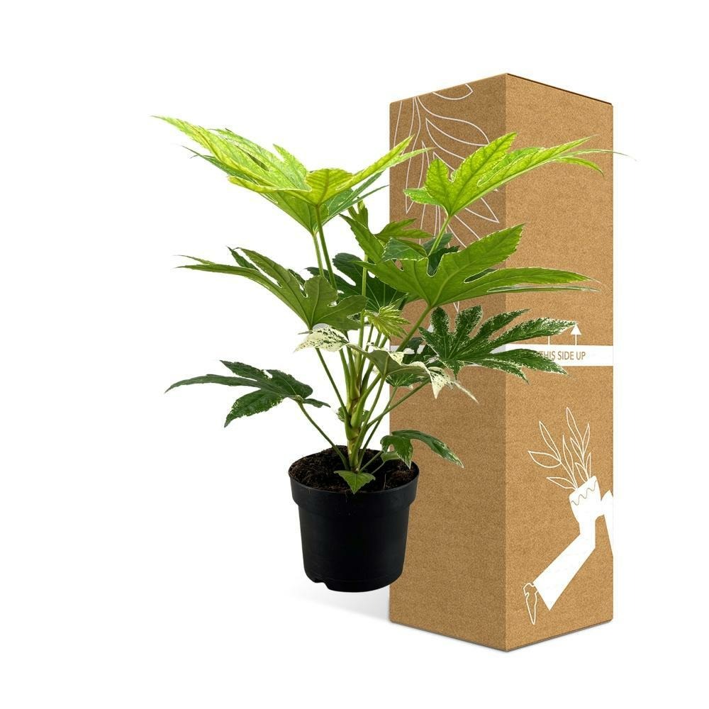 Plante d'intérieur - fatsia japonica spider web 50.0cm