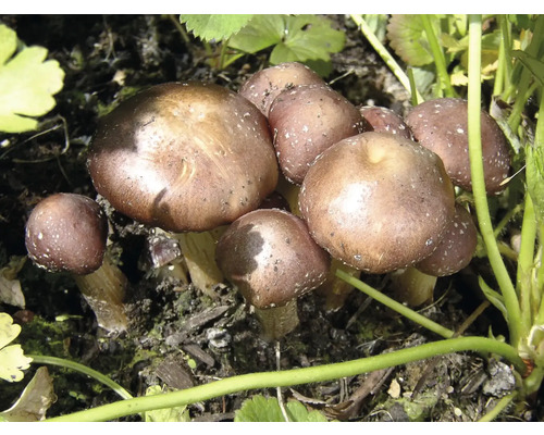 Paddenstoelen kweekset, mijn oogst, bruine hoed, gelukspaddenstoelen kweekset, complete set met 20 paddenstoelen deuvels en 3 substraatblokken van beukenhoutkrullen, oogst tot 3 jaar, gekweekte paddenstoelen