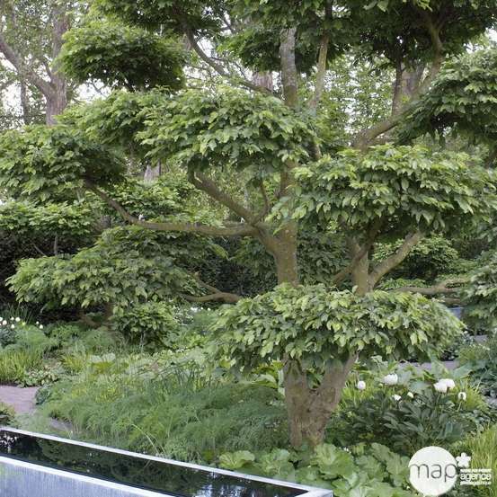 Carpinus betulus : ctr 25L