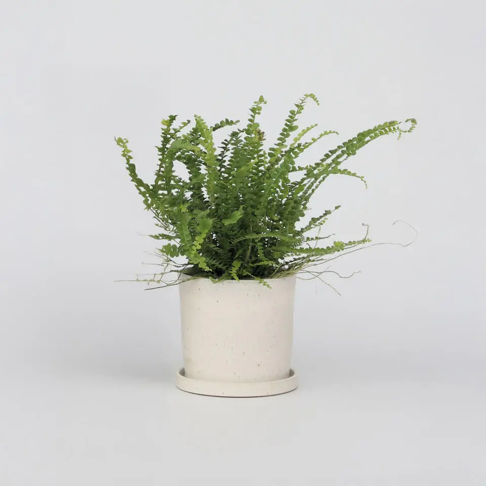 Krulvaren - Nephrolepis 'Duffii' - Hoogte 25-40cm - ⌀12cm