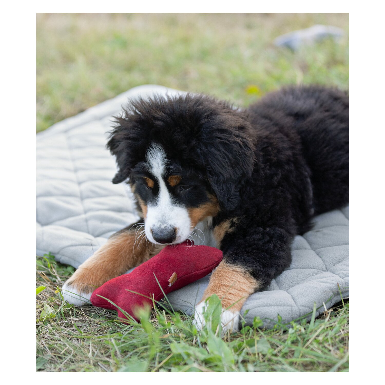 pawberry Hundeplatzdecke Fleece  - lightgrey