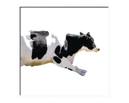 Keukenachterwand mySpotti Profix Flying Cow 100 x 60 cm PX-10060-1963-HB