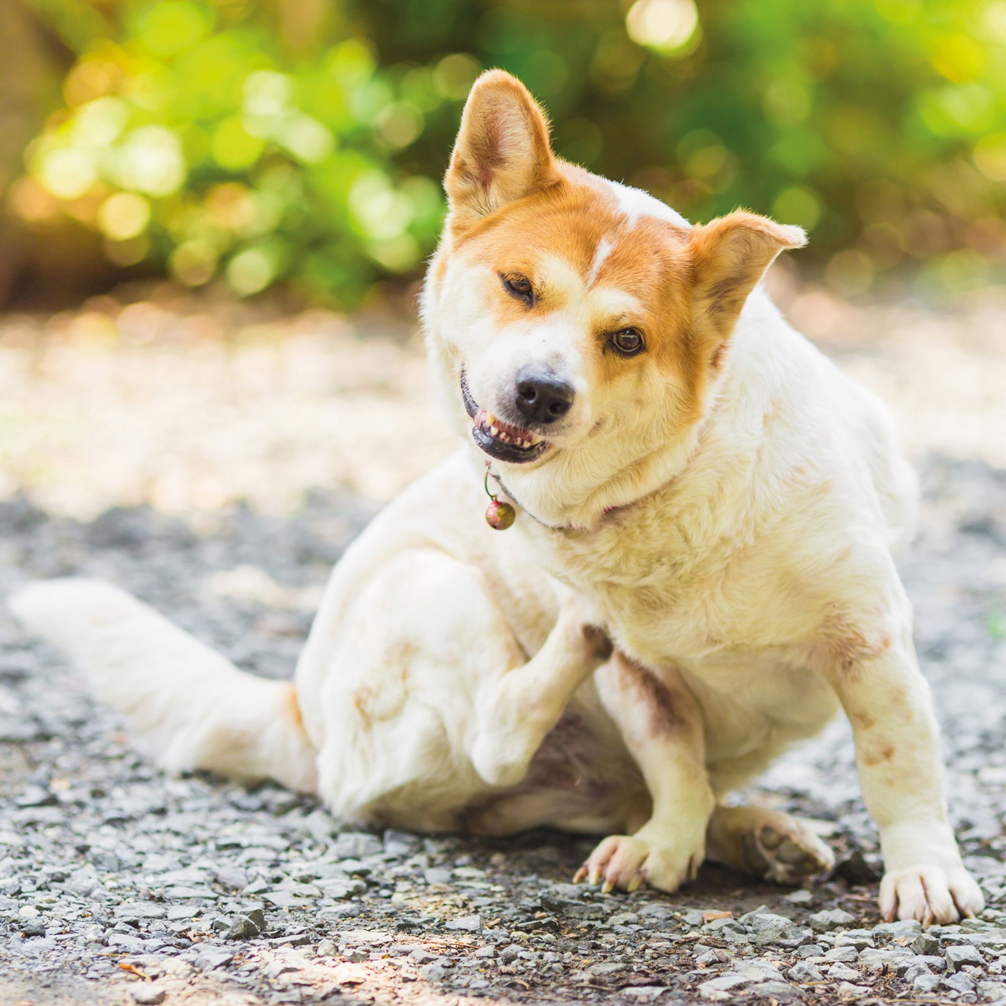 Schecker Hundefutter - flüssige Bierhefe