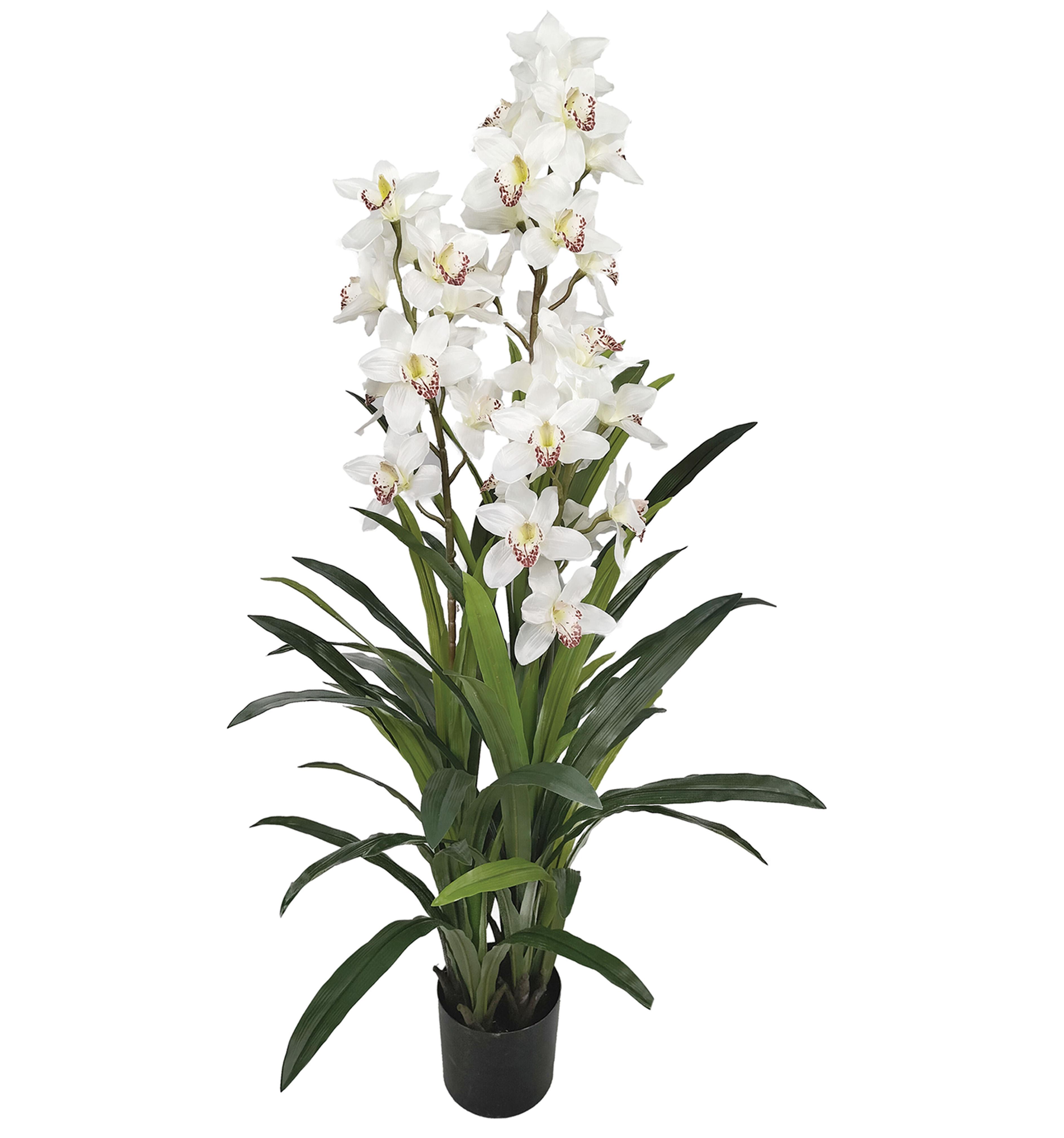 CYMBIDIUM 30 FLEURS 60 FEUILLES POT PLASTIQUE NOIR BLANC