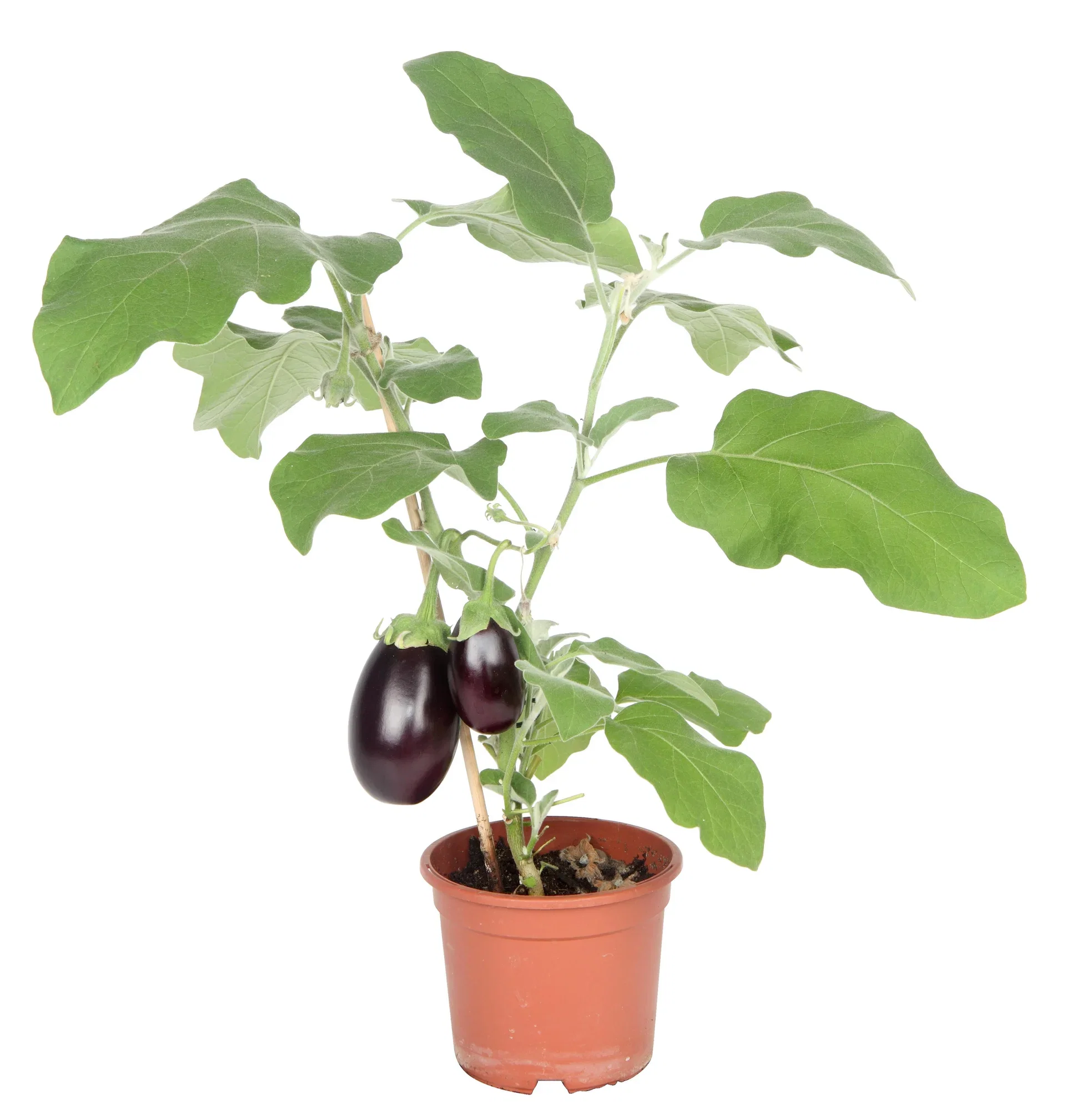 Ready Aubergine 14 cm Aubergine 'Roma' Ø14 cm
