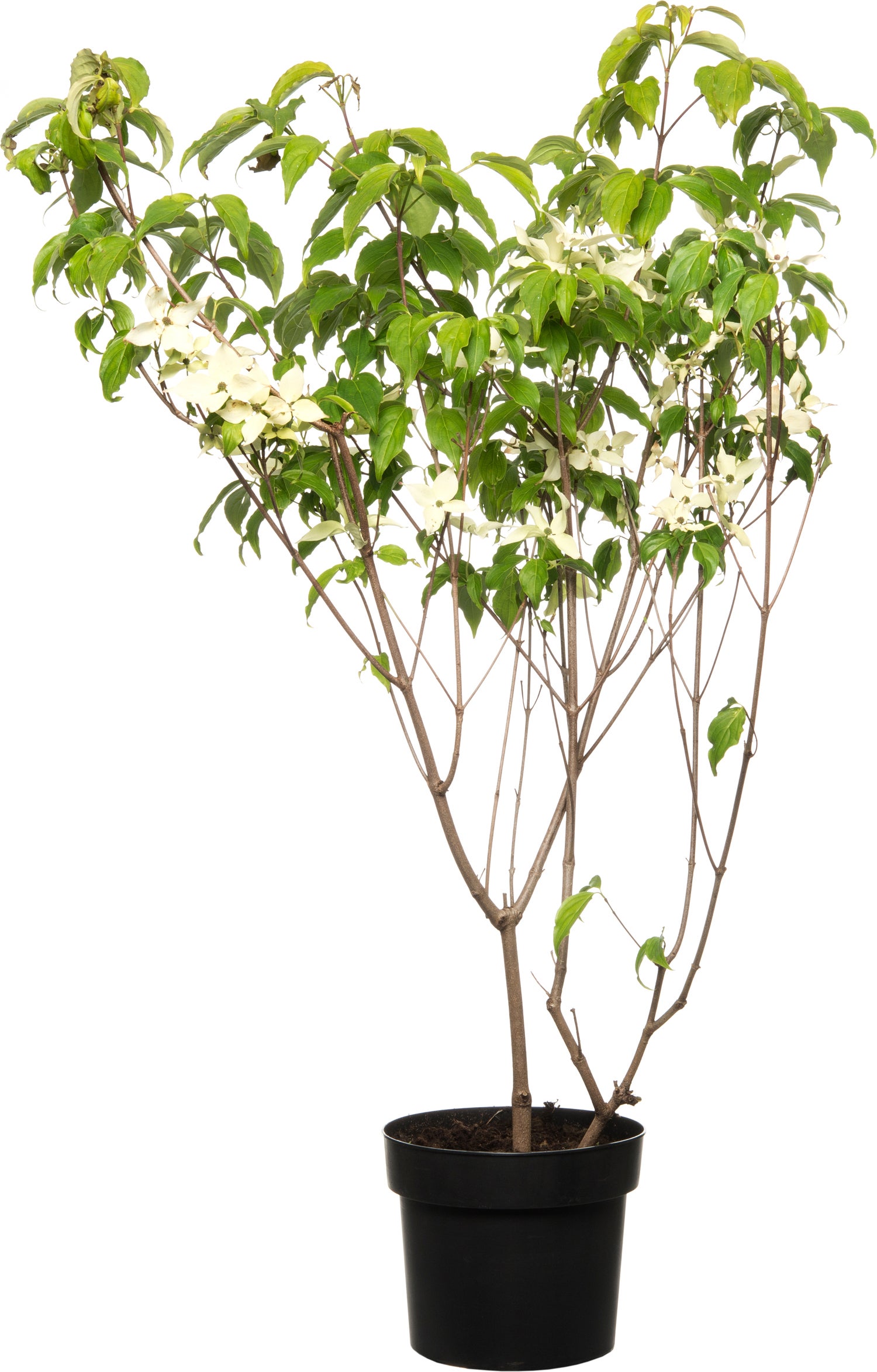 Japanse kornoelje (Cornus kousa 'Milky Way') D 24 H 80 cm