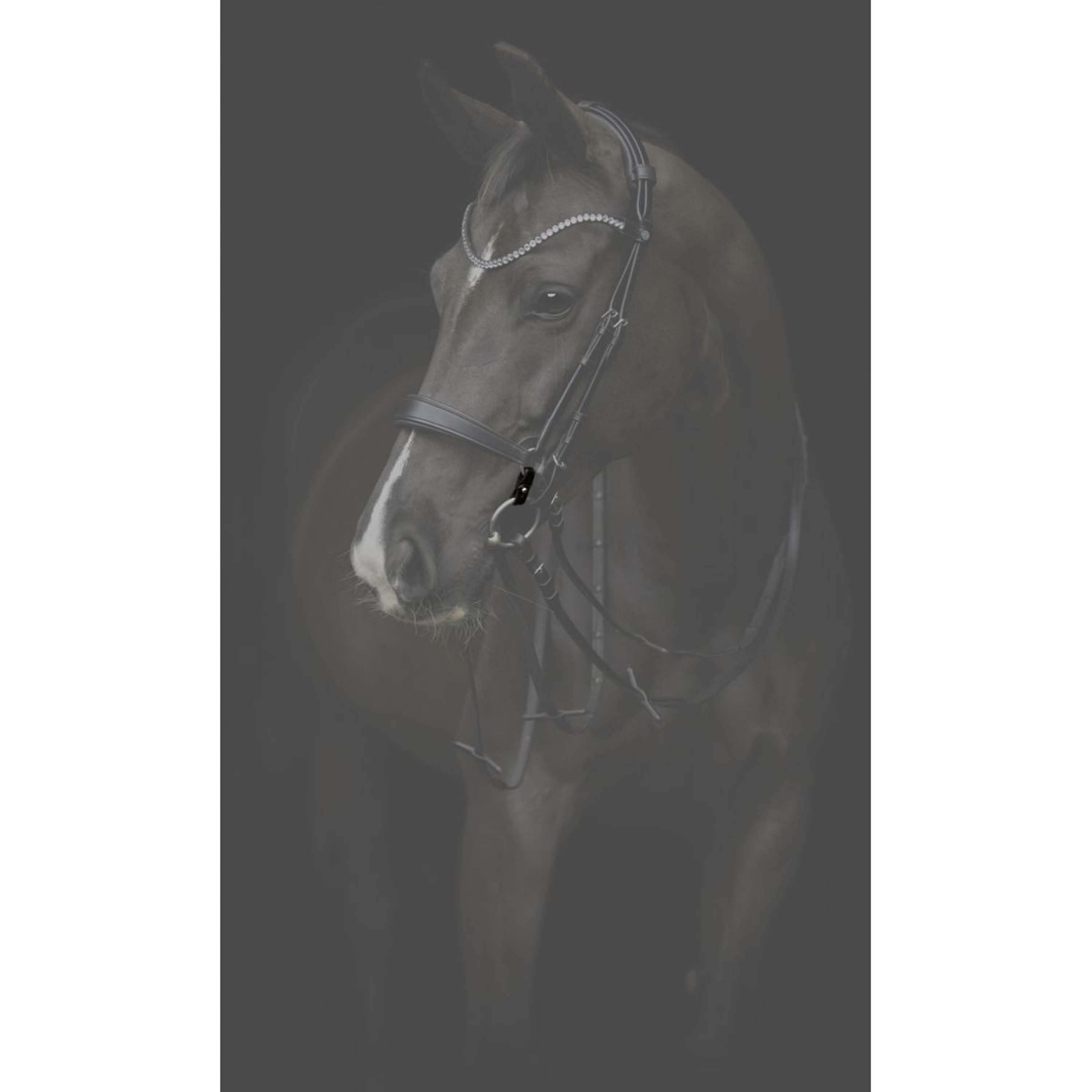 Catago Connecting Rings Gentle Bruin