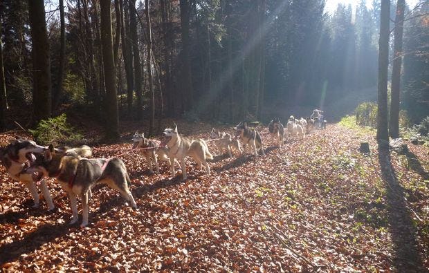 Husky Schlittenhundefahrt für Zwei im Kanton St. Gallen als romantische Geschenkidee!