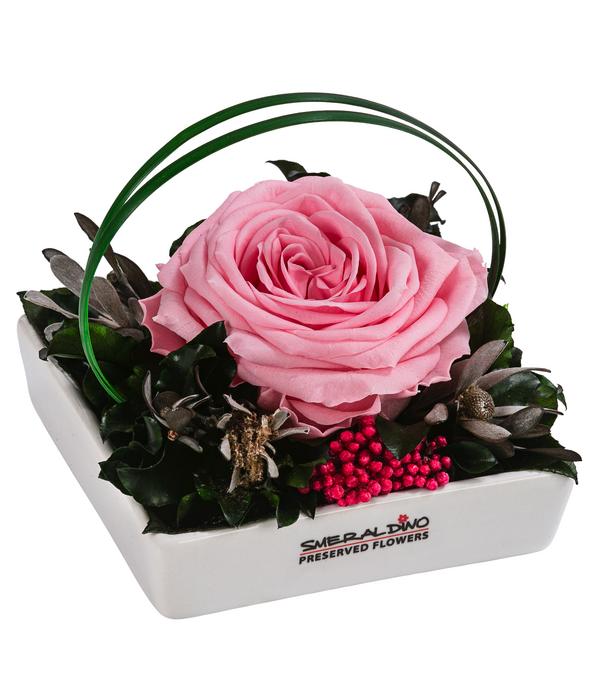 Dehner Keramik-Schale mit Longlife-Rose Dita,