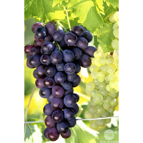 Vigne 'Muscat de Hambourg' : pot de 1,5 litres