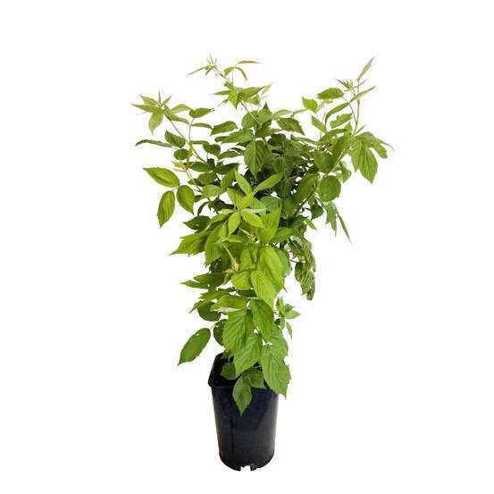 Framboisier 'Héritage' Bio - Pot de 6 litres