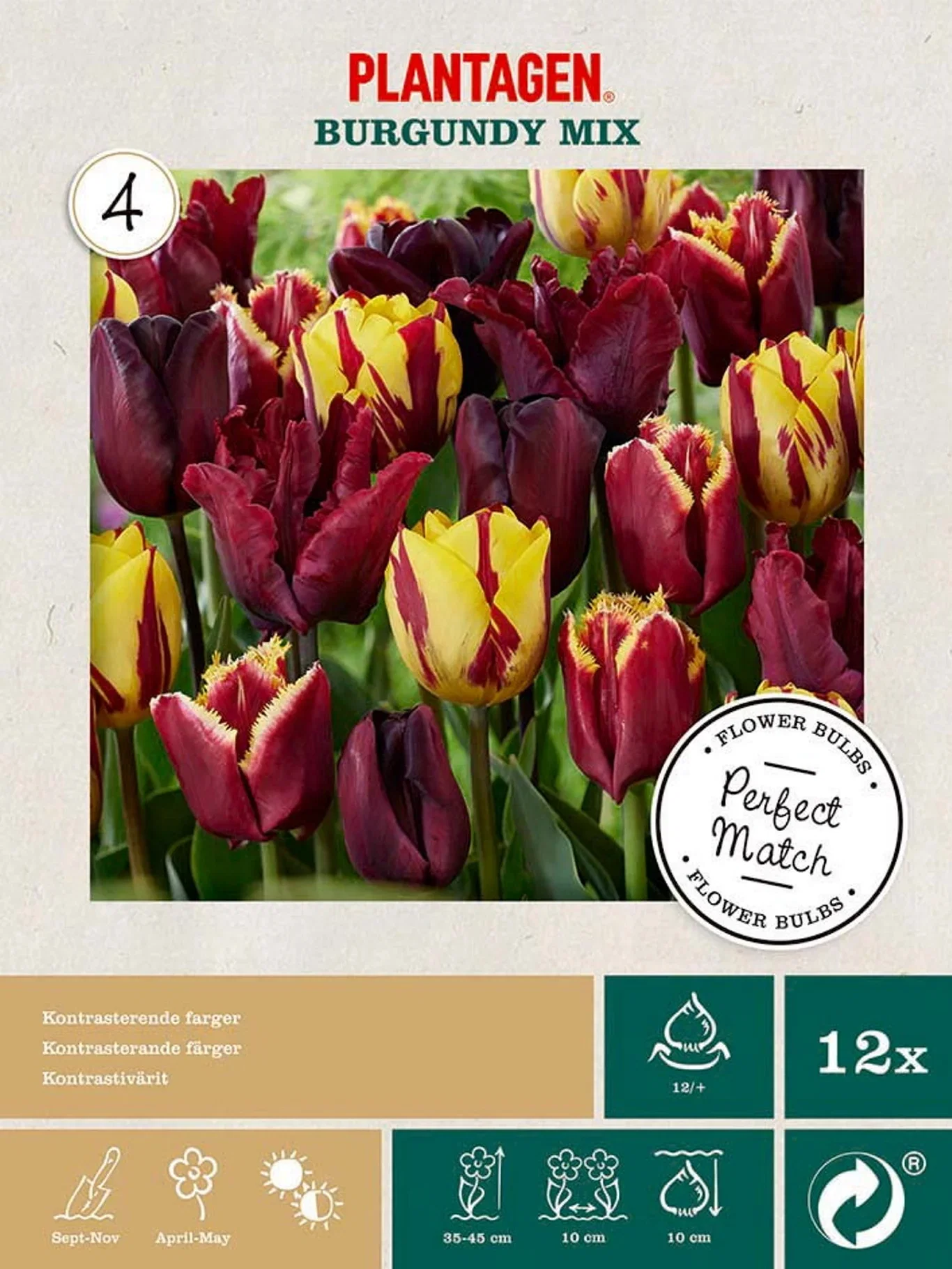 Tulipa gesneriana (Triumph Group), (Fringed Group), (Parrot Group) Tulipanløk mix Burgundy
