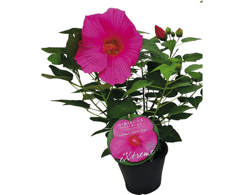 Reuzenhibiscus roze/magenta FloraSelf Hibiscus moscheutos 'Extreme' Felroze H 50-60 cm Co 5 L