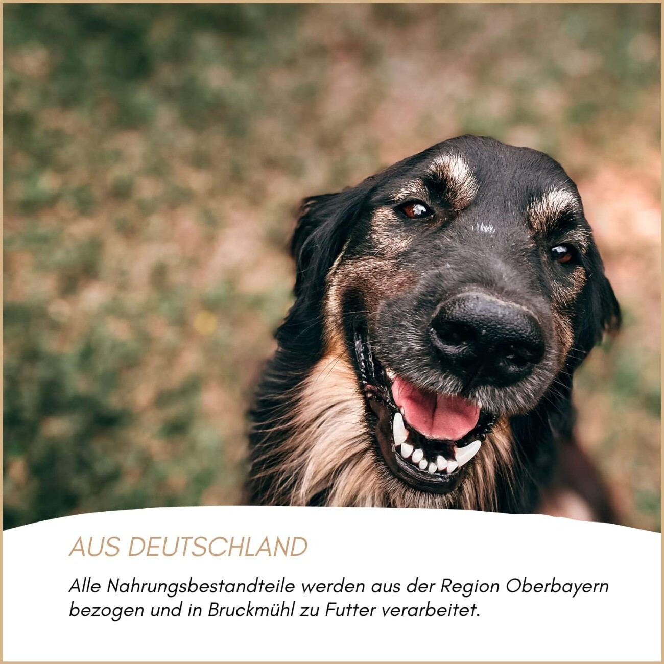 Supravit Ochsenfiesel kurz ca. 20cm 10St. Hundekausnack
